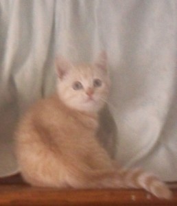 RED SILVER TABBY MALE
